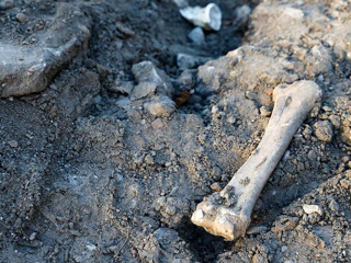 В Калининграде найден склад с человеческими костями