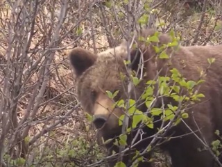 В Магаданской области медведь пугает дачников своими визитами