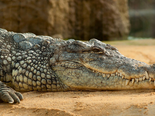 Ученые обнаружили у крокодилов удивительную способность