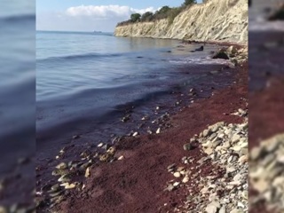 Черное море возле Новороссийска стало красным