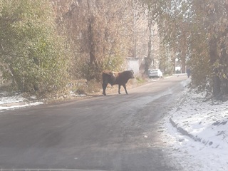 Сбежавший бык устроил разнос на улице в Иркутске