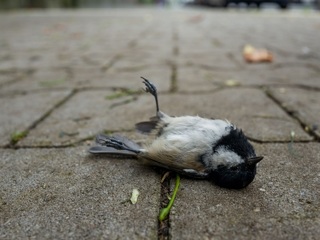 Дождь из мертвых птиц. Погибшие синицы усеяли дороги одного из районов Челябинска