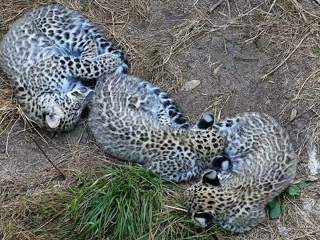 Министр природных ресурсов и экологии посмотрел на охоту леопардов в Сочи