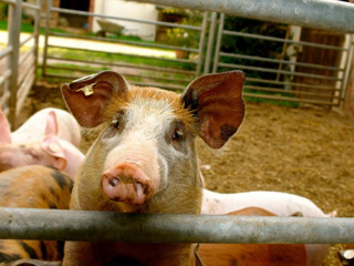 Под Оренбургом найдены 15 зараженных чумой свиней туш животных