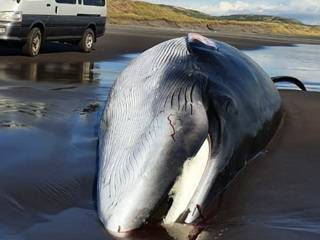 В заливе Касатка выбросило на берег 12-метрового кита