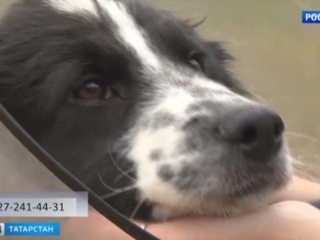 В Нижнекамске волонтеры спасли собаку с переломанными лапами