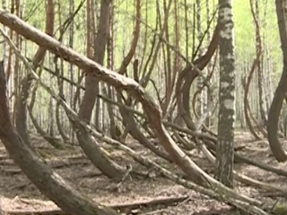 Памятником природы решили сделать лес в Рязанской области
