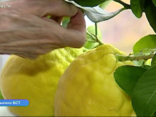 Гигантские лимоны вырастила жительница Братска