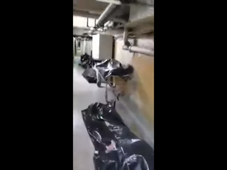 Шокирующее видео из подвала барнаульской больницы прокомментировал Минздрав