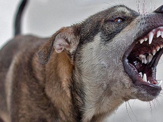 Четыре собаки и кошка: в пяти населенных пунктах Тамбовщины установлен карантин по бешенству