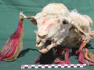 Жуткий ритуал инков: обнаружены мумии заживо погребённых животных