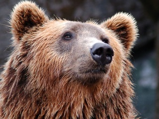 В Чувашии насчитали 37 бурых медведей