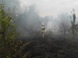 Возгорание лесополосы на донском хуторе потушено