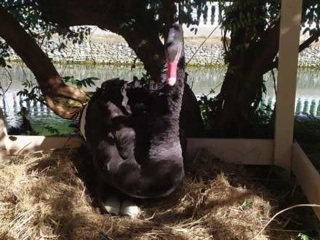 В Сочи австралийские лебеди станут родителями второй раз за год