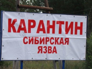 В дагестанском селе из-за сибирской язвы объявлен карантин