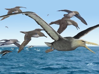 В Антарктиде найдены останки гигантских зубастых птиц