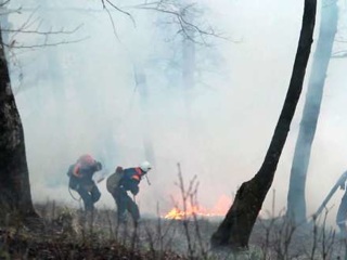 В Сочи ищут поджигателя леса в Кавказском заповеднике