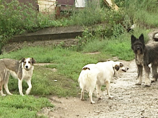 Подмосковный Воскресенск атакуют стаи бродячих собак