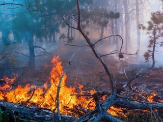 В Краснодарском крае взрываются снаряды ВОВ из-за природных пожаров