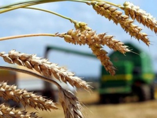 Тульские аграрии собрали рекордный урожай зерна