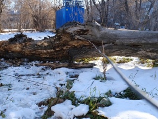 В Челябинске на девочку рухнуло дерево. Ребенок в реанимации