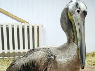 Аркадий на карантине: в зоопарке Самары приютили пеликана