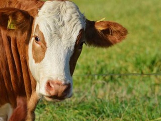 В Тамбовском районе вновь выявлен случай бруцеллёза крупного рогатого скота
