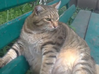 Самый толстый кот Бийска садится на диету