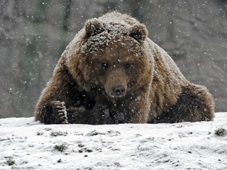 Медведь устроил погоню за лыжником на курортном склоне. Видео