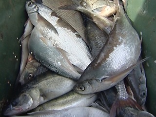 Россия и Литва согласовали лимиты улова рыбы в Куршском заливе на 2021 год