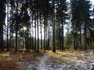 В Пензенской области незаконно срубили деревья почти на 500 тысяч рублей