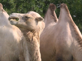 Астраханские власти подали в суд на владельца верблюдов-беспредельщиков