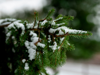 Житель Пензенской оштрафовали за сруб новогоднего дерева