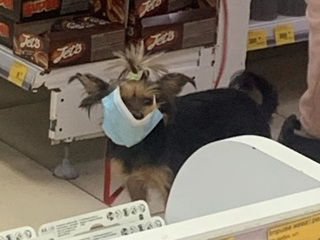 Новосибирские собаки носят медицинские маски