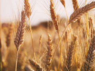 Россия сохранит лидерство в мире по экспорту пшеницы