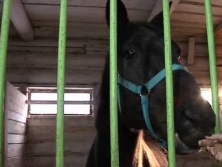 В Пермской области спасли от убоя беременную лошадь
