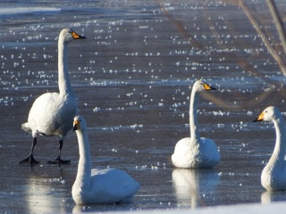 Жителей Челябинской области просят не спасать лебедей на озерах