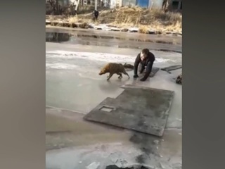 Молодой человек прополз по тонкому льду и спас собаку из холодной реки