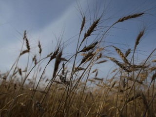 Бурятские ученые запатентовали способ повышения урожайности зерна