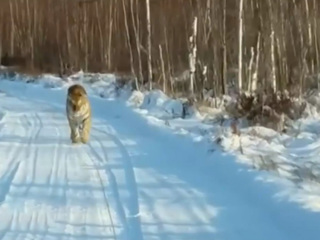 Тигры вышли к жителям трех сел Хабаровского края