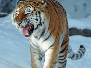 "Мужики, не выходите": тигр напугал рабочих щебеночного завода в Приморье