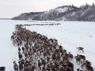 На Ямале начался перегон оленей на зимние пастбища