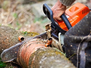 В Туапсинском районе черный лесоруб уничтожил 150 деревьев ценных пород