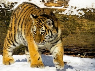 Есть жертвы. Тигры терроризируют жителей Дальнереченского района