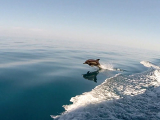 В Сочи разработают программу реабилитации краснокнижных дельфинов