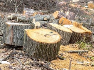 Ставрополец решил вырубить лесопосадку на дрова