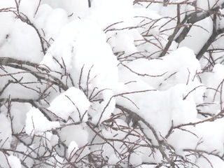 Во время снежного бурана во Владивостоке прохожие откопали из сугроба пенсионера