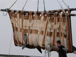 Спасение из китовой тюрьмы: зоозащитники рассказали подробности операции