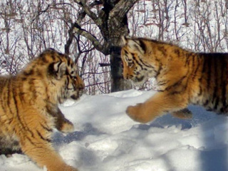 Игры тигрят попали в объектив фотоловушки в Приморском крае