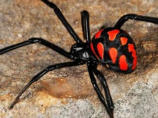 Смертельно опасные пауки-каракурты появились в Ростовской области